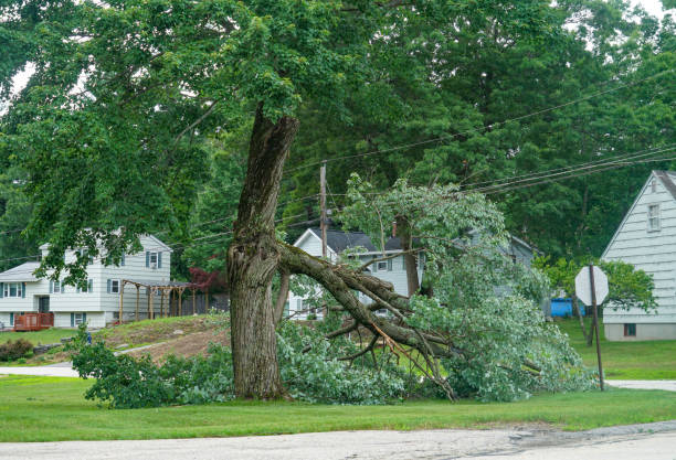 Ralston, NE Tree Removal Company