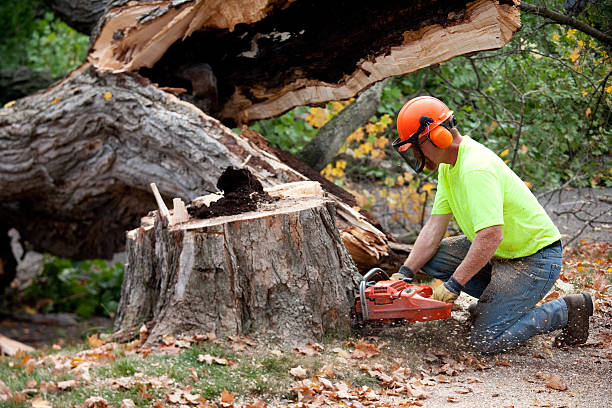 Best Tree Disease Treatment  in Ralston, NE